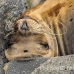 lion_sea_galapagos_san_h_0254_ecu2455.jpg